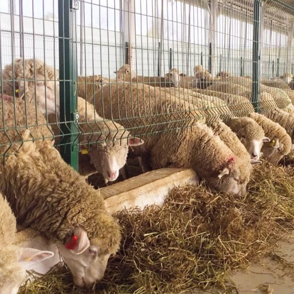 Besi Buffalo Expander